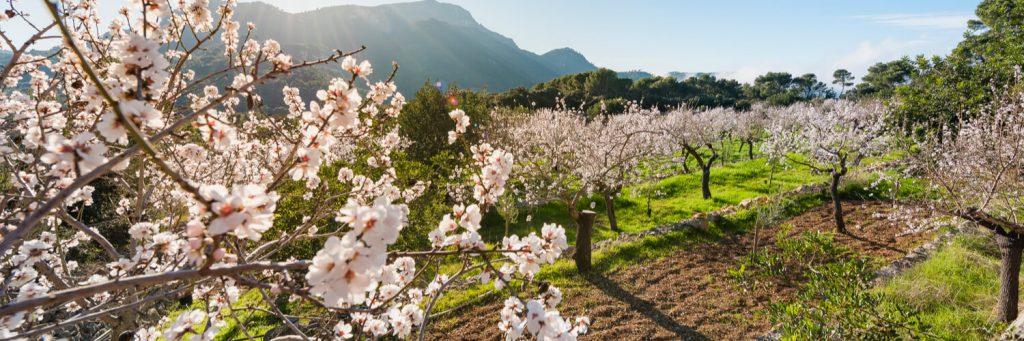 Frühling auf Mallorca Blüten